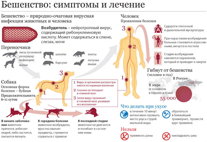 Infecciones zoonóticas. Qué es, una lista de cómo se transmite a los humanos, microbiología, tratamiento