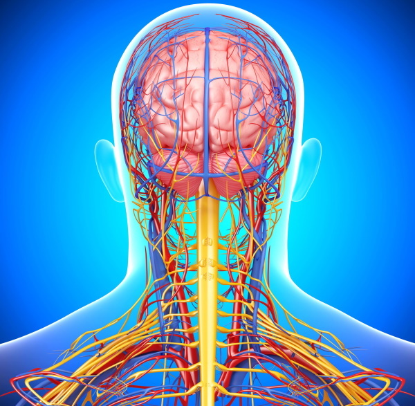 Artères de la tête et du cou. Anatomie, schéma avec description