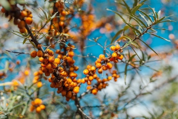 Sea buckthorn. Useful properties of berries, leaves, branches for the body