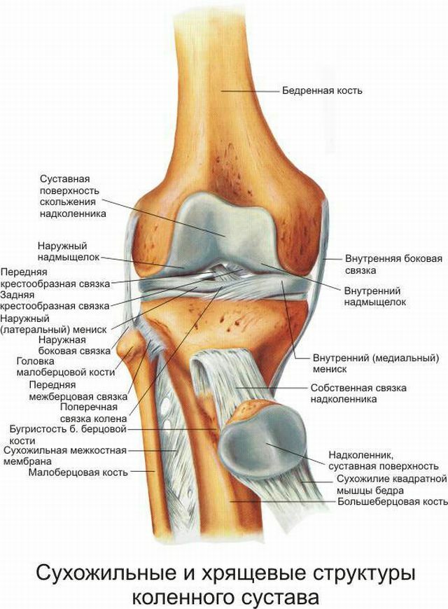 anatomija koljena
