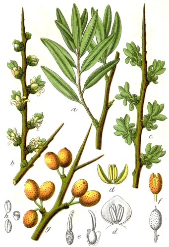 Buckthorn laut. Khasiat buah beri, daun, cabang yang berguna untuk tubuh
