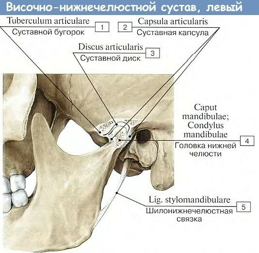 Disfunctie van het kaakgewricht. Symptomen en behandeling