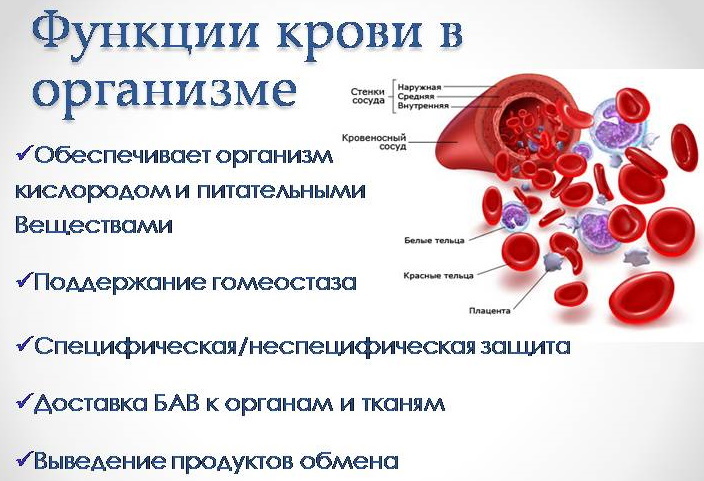 Disease of the blood. Symptoms in adults, causes
