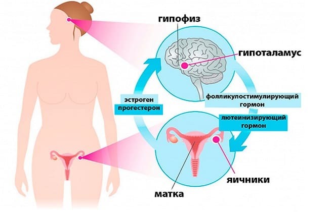 Hormony przysadki u kobiet