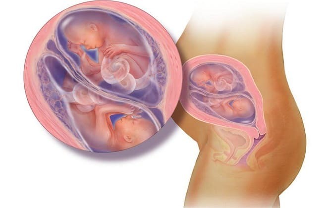 Embryos are covered with sheets of individual chorionic