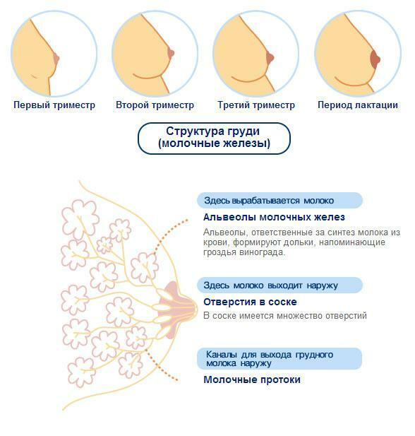 Struktura prsi