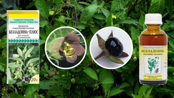 Belladonna. Indications for use of homeopathy for men, women and children in various diseases, harvesting and storage of raw materials