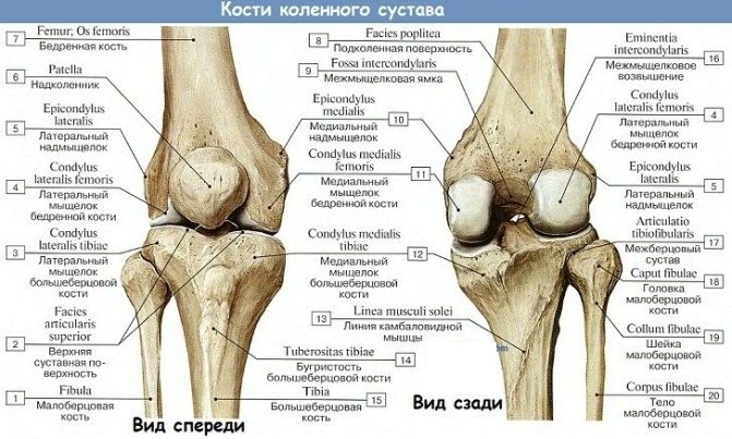 Kniegelenk. Menschliche Anatomie, Struktur, Bänder, Knochen, Verletzungen, Schmerzen