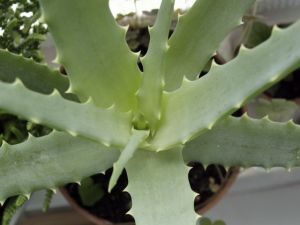 Kalanchoe biljka