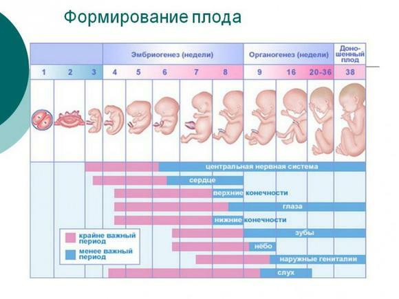 Les étapes de la formation du fœtus