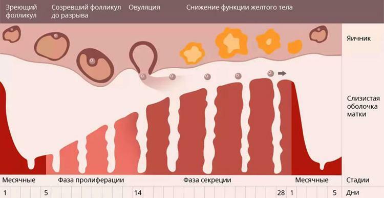 Menstruacinio ciklo etapai