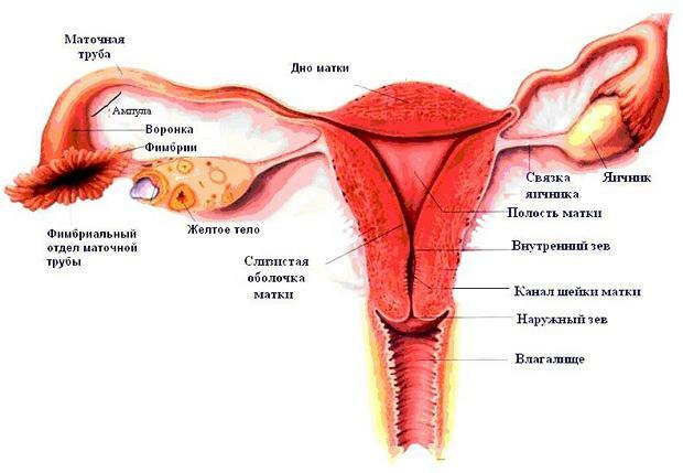 Ruptura tubului uterin apare de la 4 la 12 săptămâni