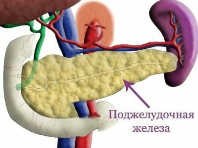 What does not like the pancreas and liver from eating, what foods?