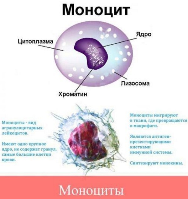 Mononuclear cells in a general blood test. As indicated, what is it, the norm