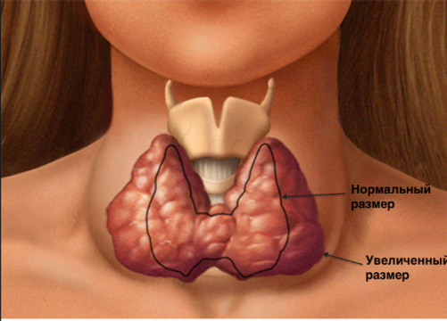 În ce zi a ciclului se efectuează ecografia glandei tiroide?