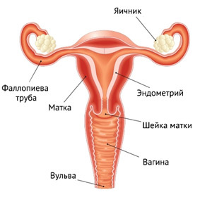 Reproductive system of a woman