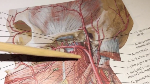 Artera carotidă la om. Unde este gâtul, anatomia, simptomele bolii, blocajele