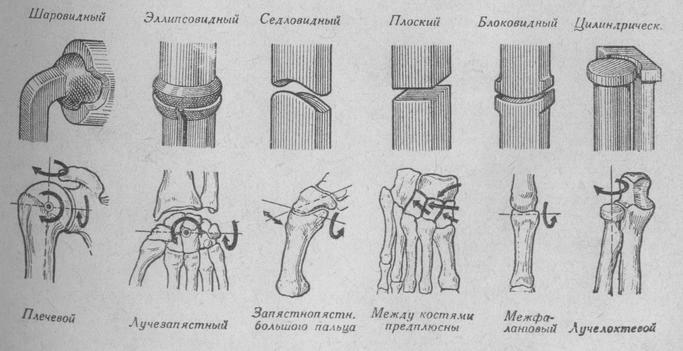 Schema principalelor forme de articulații