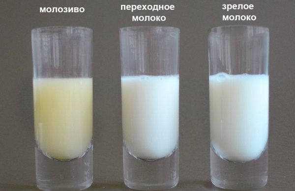 Milk in women. Where does it come from, composition, benefits, taste