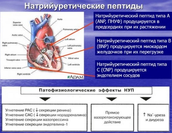 Natriureetiline peptiid südamepuudulikkuse korral. Norm, kuidas end testida, ravi