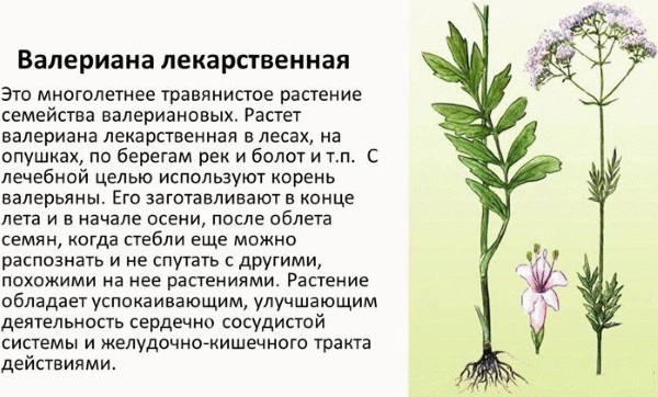 Valerian. Useful properties and contraindications in tablets, tincture for women, men. Instructions how to take
