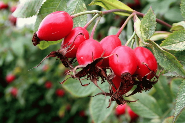 Rosehip for the human body: properties and action