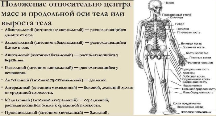 Distalt och proximalt. Vad är det i anatomi, tandvård: avdelning, radioulnar led, tubuli, ände, tallkottkörtel, hand