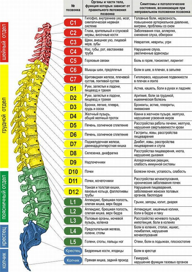 Structure de la colonne vertébrale