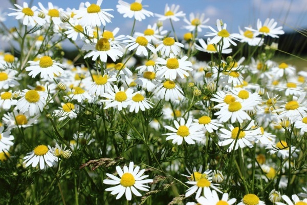 Pharmaceutical camomile. Photo and description, how to distinguish from the field, when to collect and dry