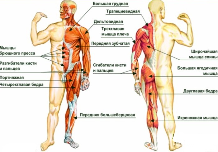 Mišićno -koštani sustav čovjeka. Funkcije sustava