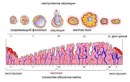 Cyklus ovulácie