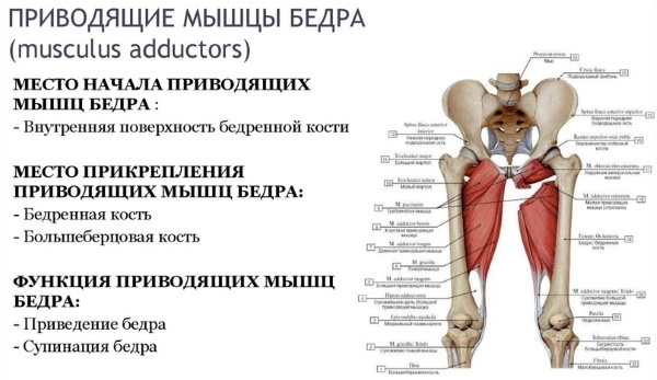 Adductors of the thigh. Anatomy, functions, exercises