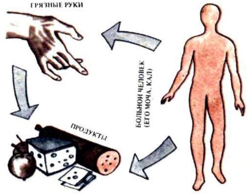 Alimentary transmission route. What is it, what infections, diseases