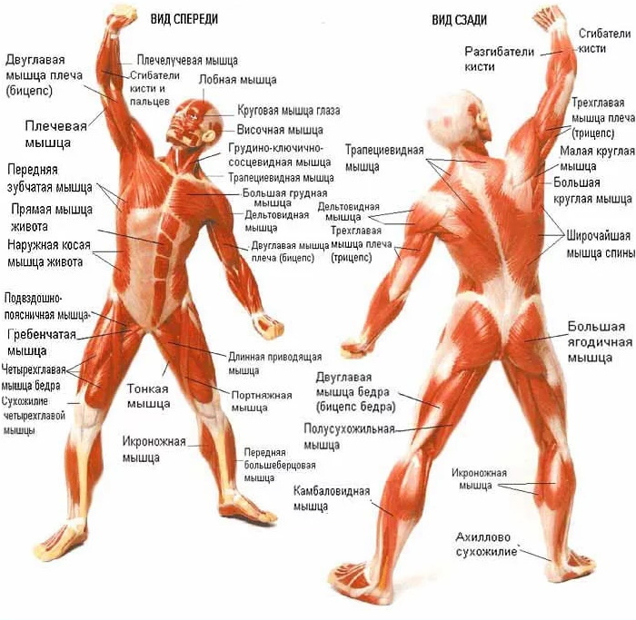 Human muscles drawing with signatures for massage. Anatomy, diagram with titles