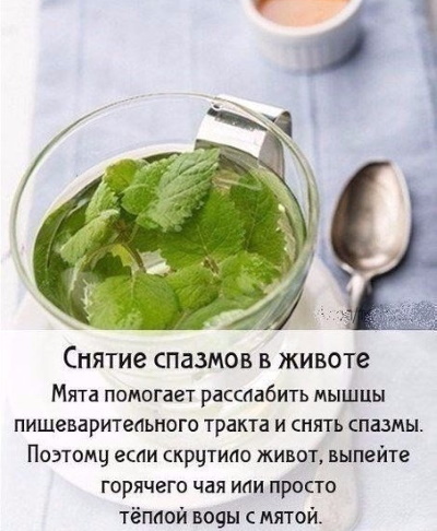 Peppermint. Medicinal properties for women, the benefits of tea, recipes of traditional medicine