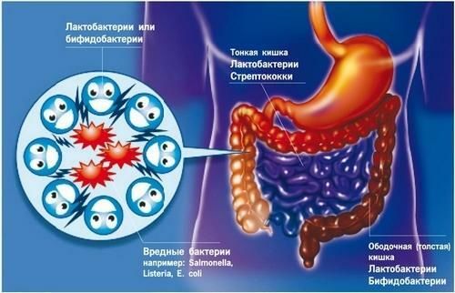 Disbacteriose do intestino