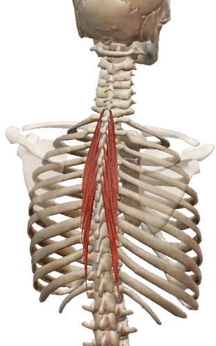 Sırtın enine spinöz kası. Anatomi, fonksiyonlar, innervasyon, masaj