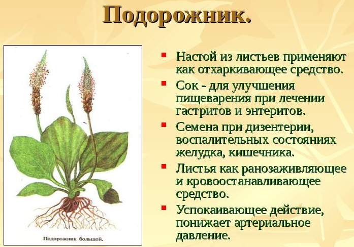 Medicinal plants. Photo and description for children, name, use