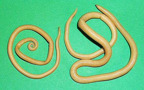 Analyse af afføring for æg af orme( helminths): afkodning, pris