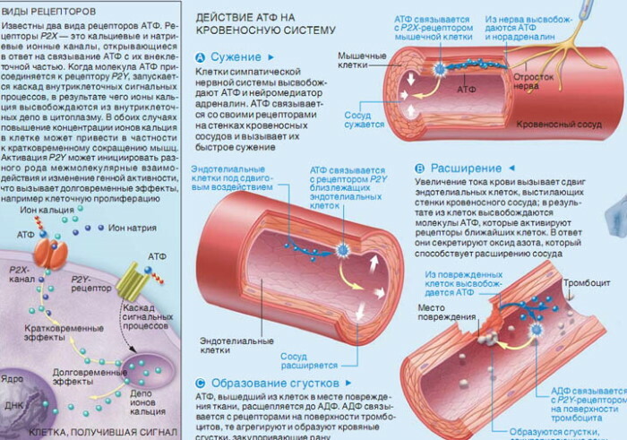 ATP injekciók. Javallatok, használati utasítások, vélemények